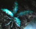 a real nirnroot