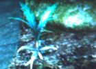 real nirnroot plant found near a pond in minnesota